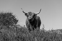 Neugieriger schottischer Highlander