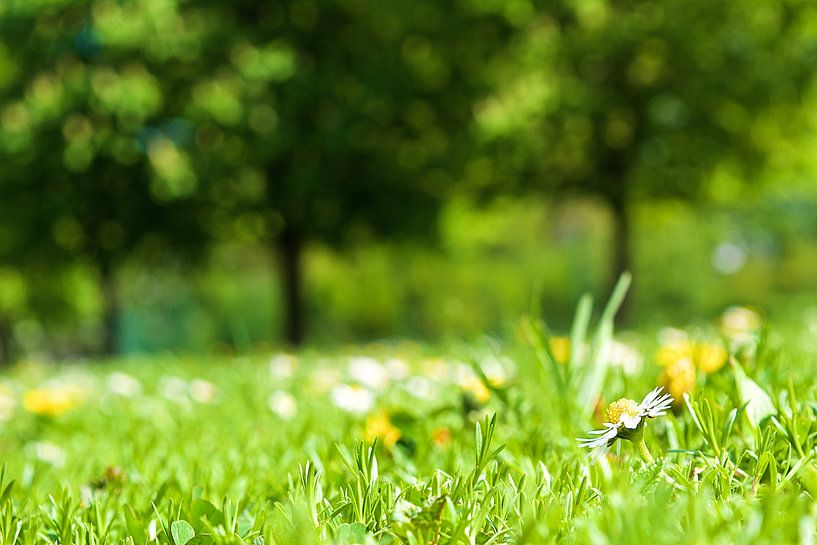 Frühling von Reinhardt Dallgass