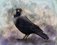 Kauwtje, portret van een mooie vogel