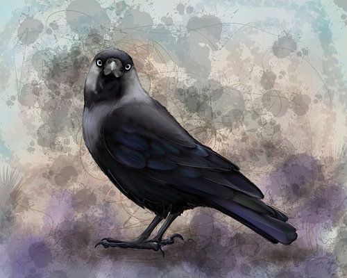 Kauwtje, portret van een mooie vogel