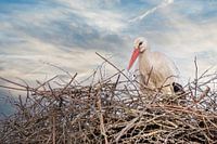 Een ooievaar staat in het nest, blauwe  met witte lucht  in de achtergrond. wenskaart, geboorte .