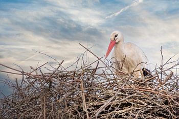 A stork is standing in the nest, blue and white sky in the background. greeting card, birth announce