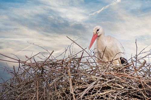 A stork is standing in the nest, blue and white sky in the background. greeting card, birth announce