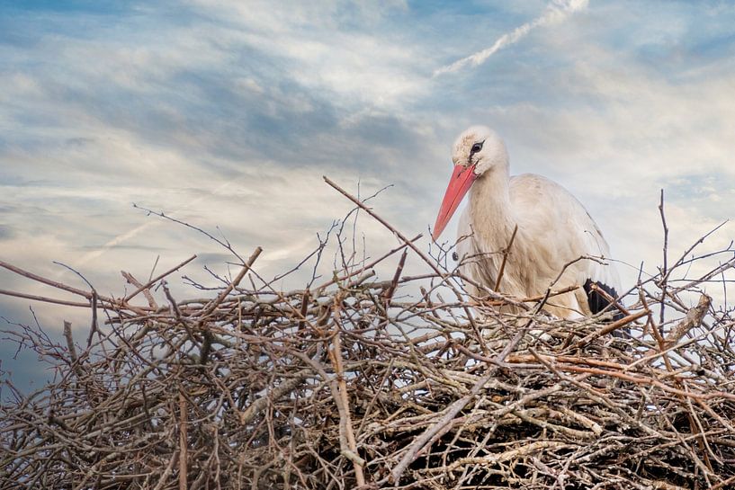 Een ooievaar staat in het nest, blauwe  met witte lucht  in de achtergrond. wenskaart, geboorte . van Gea Veenstra