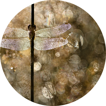 Ochtendlicht van Rob Blanken