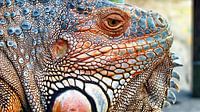 Close-up of an Iguana by Eduard Lamping thumbnail