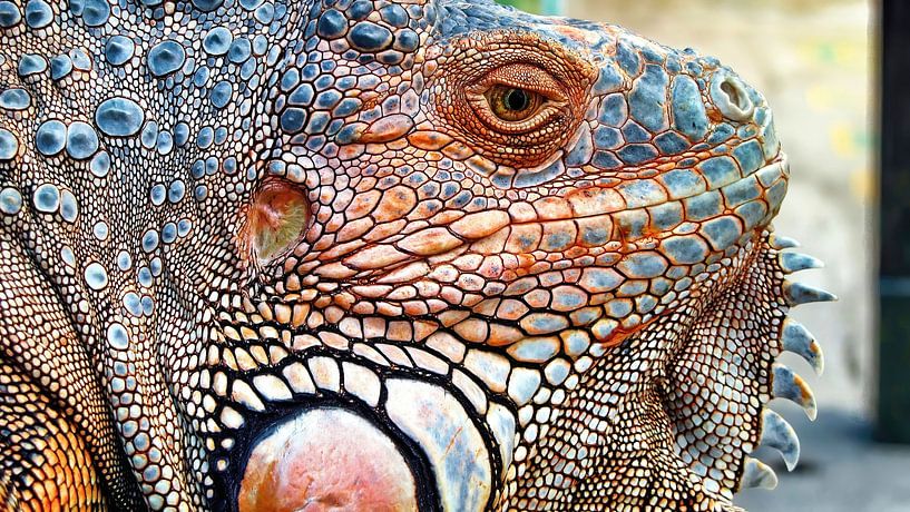 Close-up of an Iguana by Eduard Lamping