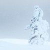 Het sneeuwt in de wildernis van Fins Lapland van Melissa Peltenburg