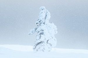 Es schneit in der Wildnis von Finnisch-Lappland von Melissa Peltenburg