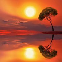 Gebogen boom spiegelt in water bij zonsondergang
