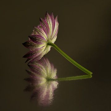 A moment of quiet reflection: tranquillity in wall decoration by Marjolijn van den Berg