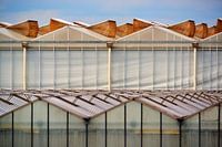 Dutch Greenhouse looking like an organsism