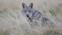 Face à face avec un jeune loup dans les Alpes