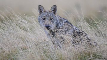 Oog in oog met een jonge wolf van LUC THIJS PHOTOGRAPHY