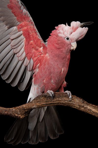 Pink cockatoo with wings up by Elles Rijsdijk