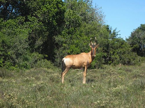 Roodhartenbeest