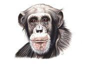 Chimpansee von Renate Postma Miniaturansicht