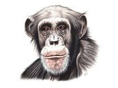 Chimpansee van Renate Postma thumbnail