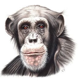 Chimpansee von Renate Postma