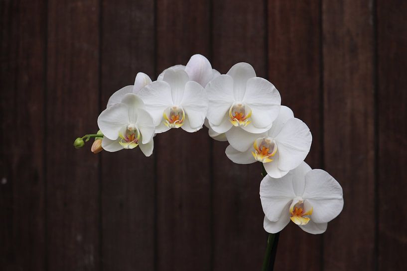 Orchidee par Clicksby JB