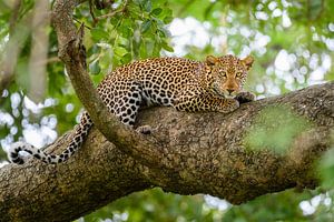 Leopard in einem Baum von Richard Guijt Photography