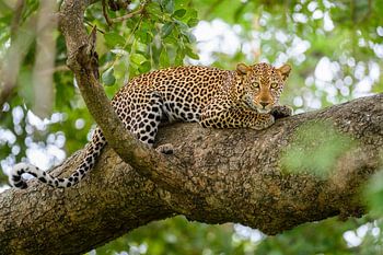Leopard in einem Baum