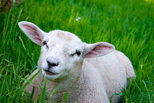 Lamm auf der Wiese 2