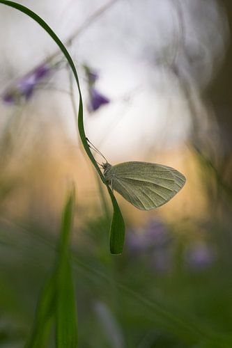 klein koolwitje in het prille ochtendlicht