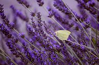 Vlindertje in lavendel von Angela R. Miniaturansicht