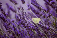 Vlindertje in lavendel