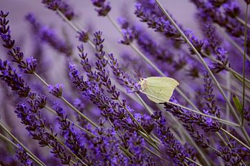Vlindertje in lavendel van Angela R.