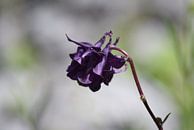 Dunkelviolette Blume mit hellgrauem Hintergrund von Nicolette Vermeulen Miniaturansicht