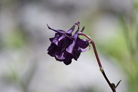 Donker paarse bloem met een lichtgrijze achtergrond