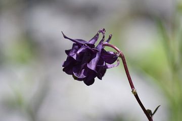 Donker paarse bloem met een lichtgrijze achtergrond van Nicolette Vermeulen