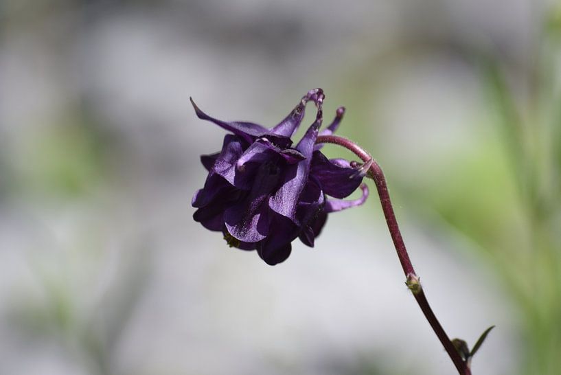 Dunkelviolette Blume mit hellgrauem Hintergrund von Nicolette Vermeulen