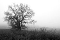 Baum in der Rhön im Winter-Nebel von Martin Flechsig Miniaturansicht