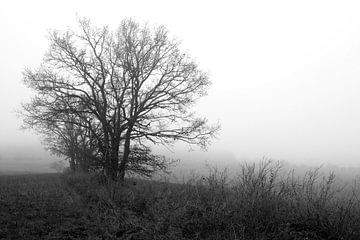 Baum in der Rhön im Winter-Nebel