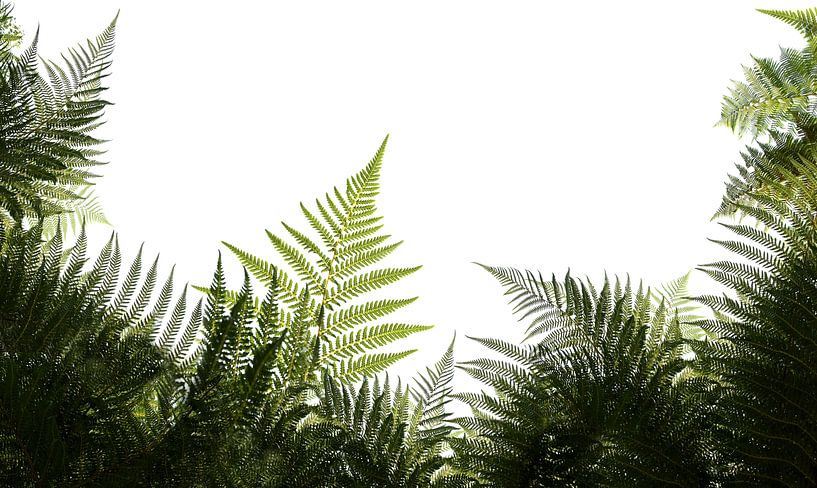 The fern by Leny Silina Helmig