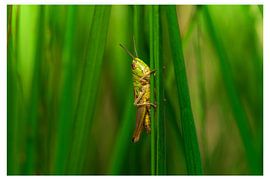 sprinkhaan by roeland scheeren