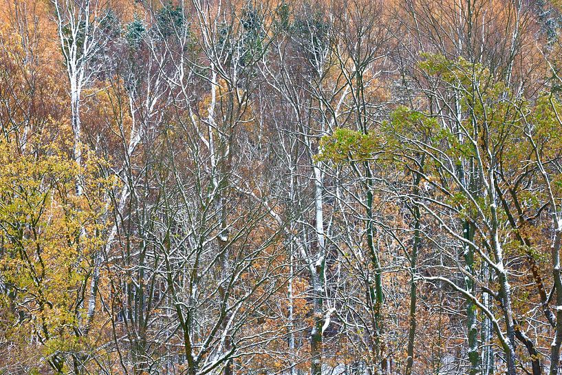 Schöner Winterwald von Thomas Jäger