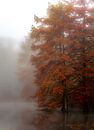 Wandelbospark te Tilburg met de moerascypressen van Antoine Sprangers thumbnail