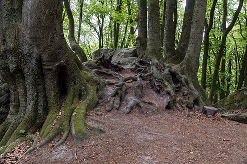 big rocks and tree roots on walking trail in the teutoburgerwald in ge