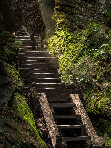 Affensteinweg Mittelwändesteig, Saksisch Zwitserland - Stappen in het mos
