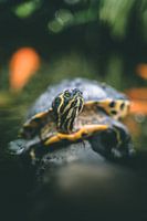 Portrait of a  yellow-bellied turtle