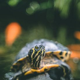 Gelbbauchige Schildkröte von Rick Wiersma