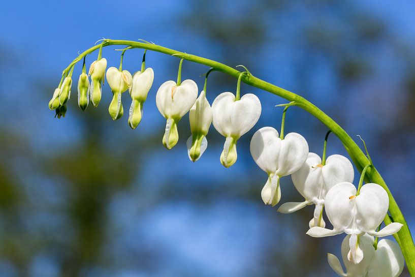 Blooming broken hearts of flowers with blue sky by Ben Schonewille