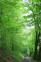 Mosbachse bomen