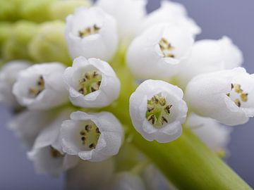 Die weiße Traubenhyacinthe öffnet sich von Marjolijn van den Berg