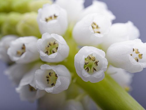 Het witte druifje gaat open