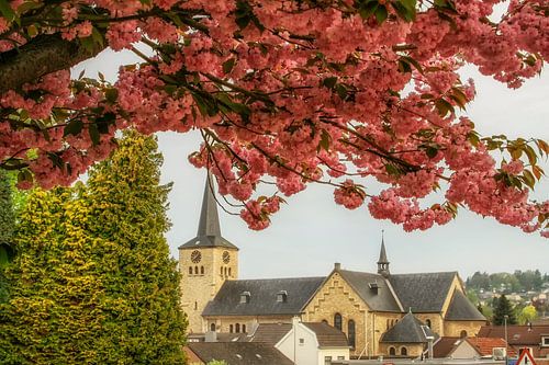 Bloesem in Simpelveld
